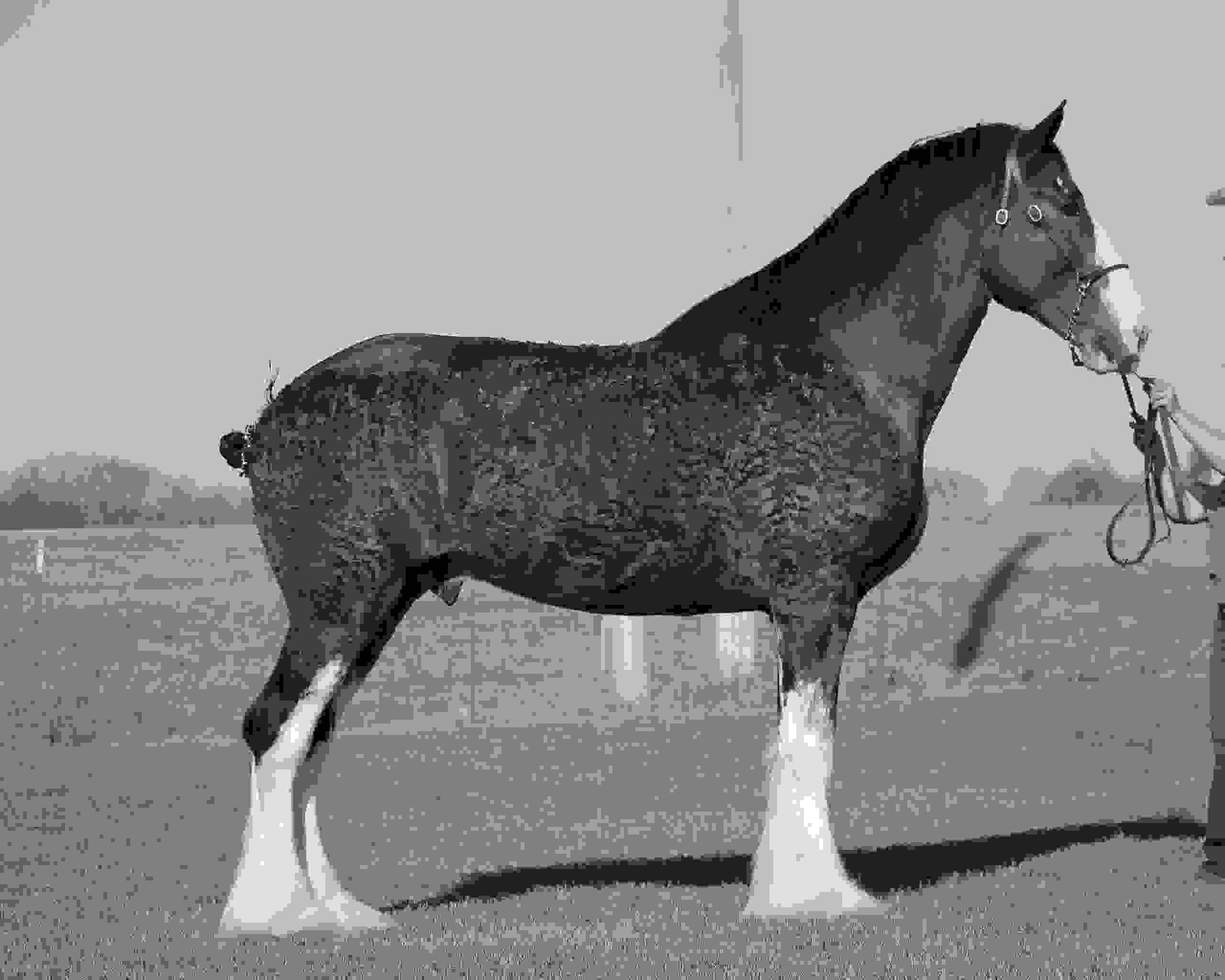 SEFClydesdales Soaring Eagle Farms